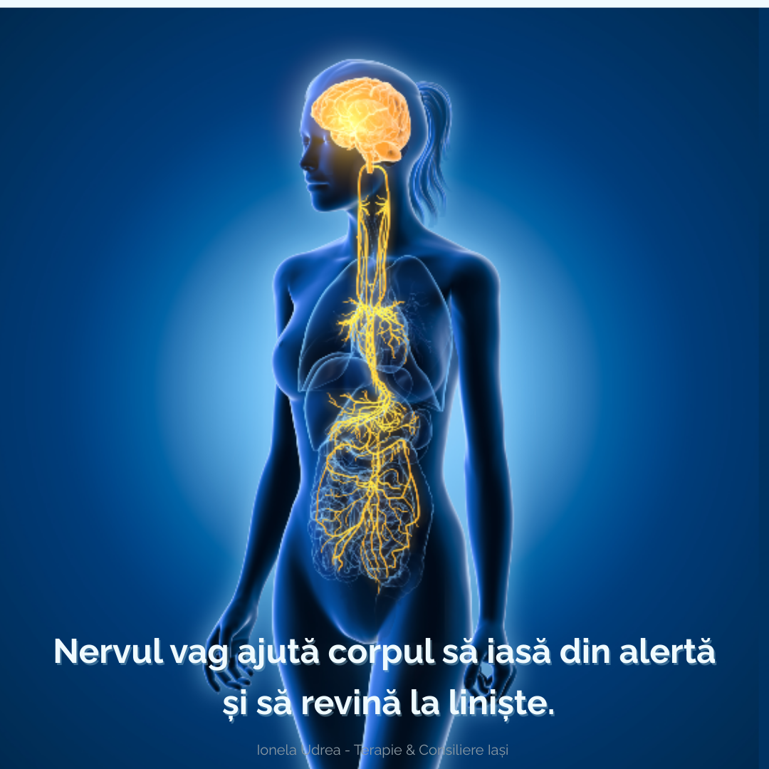 Nervul vag și reglarea sistemului nervos